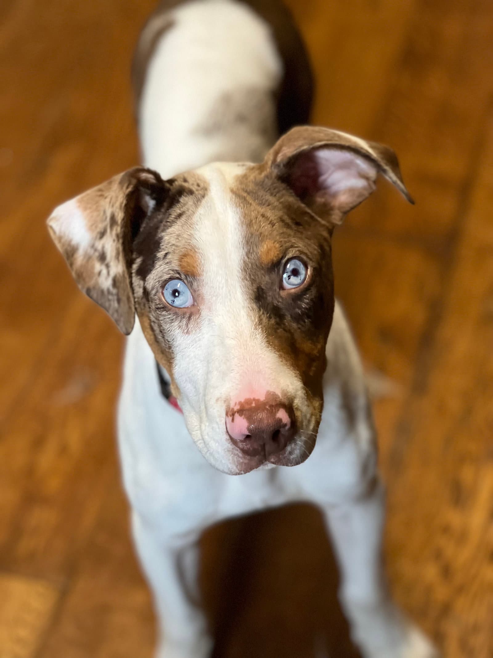 Clint - Catahoula Leopard Dog