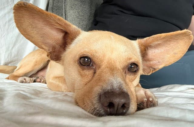 Romaro - Chihuahua