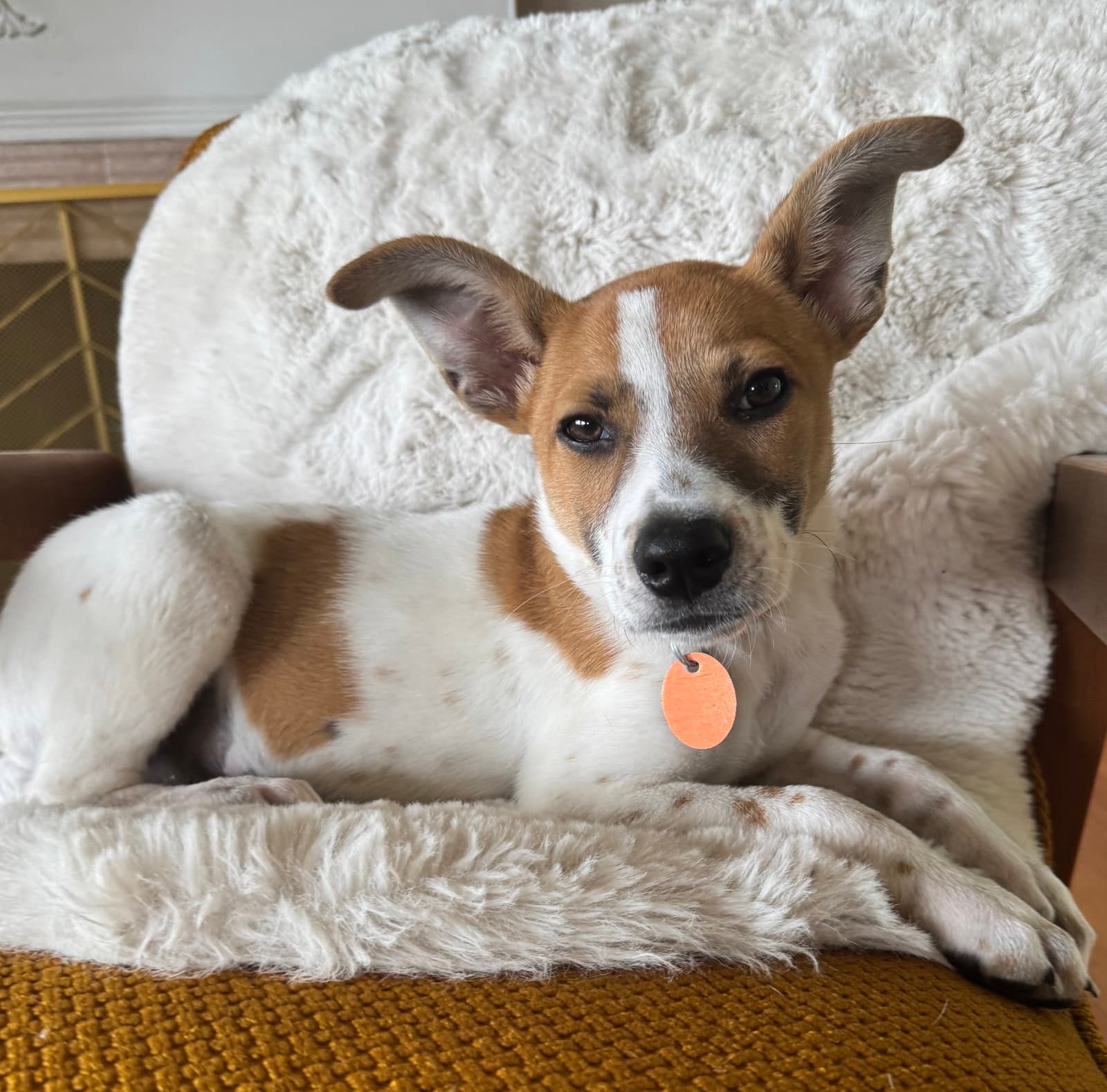 Rocky - Beagle