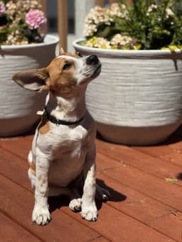 Rocky image 2