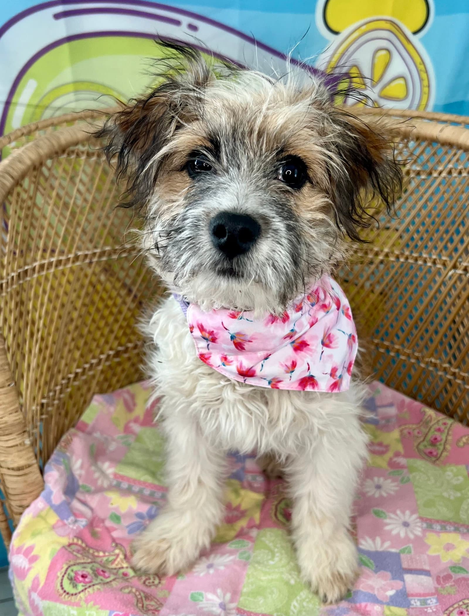 Grace - Havanese