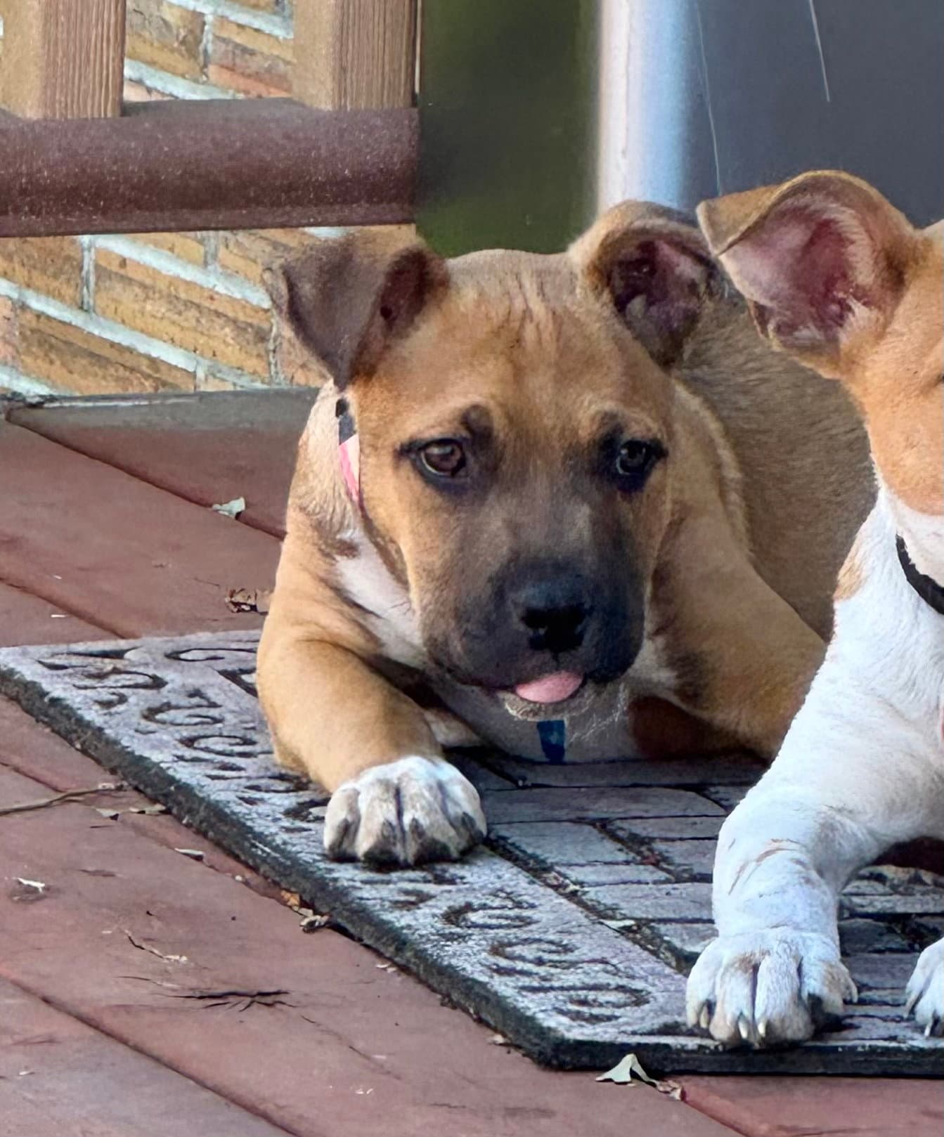 Rowdy - Boxer