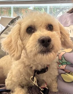 Millie image 1