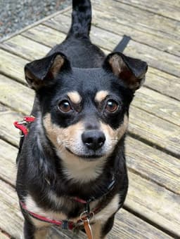 Winnie image 1