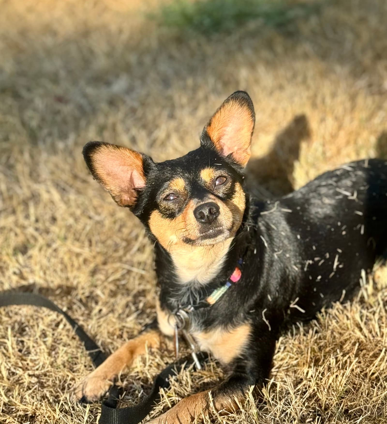 Mimi - Chihuahua