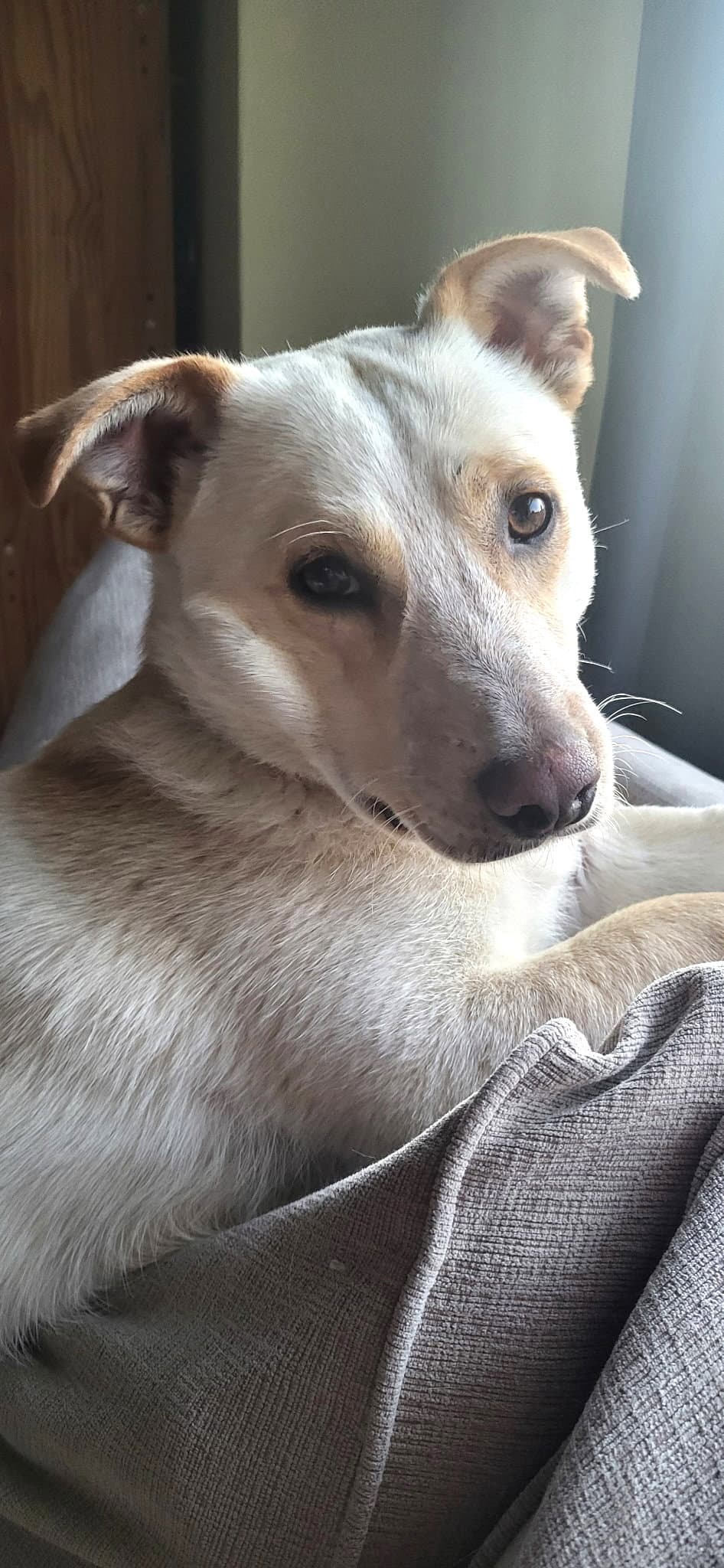 Mac - Labrador Retriever