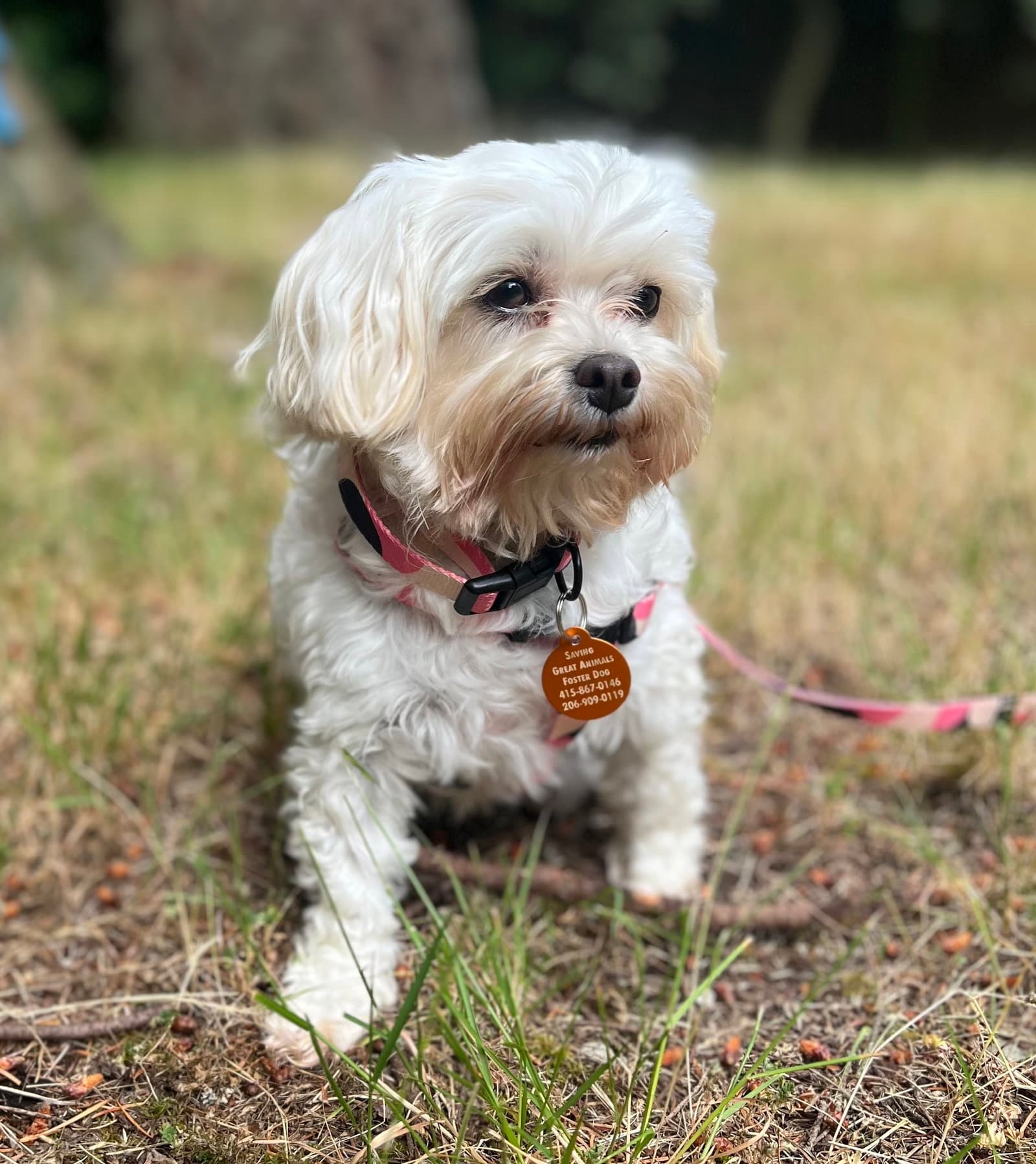 London - Maltese