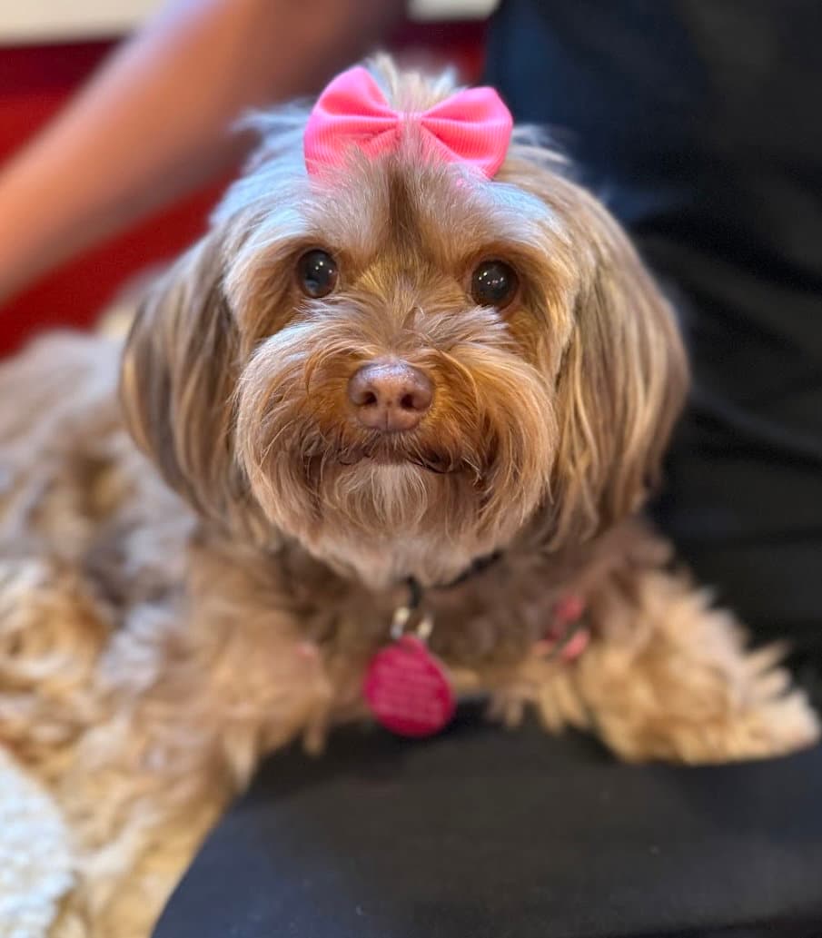 Truffle - Yorkshire Terrier Yorkie