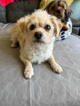 Chloe image 1