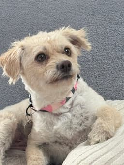 Chloe image 2