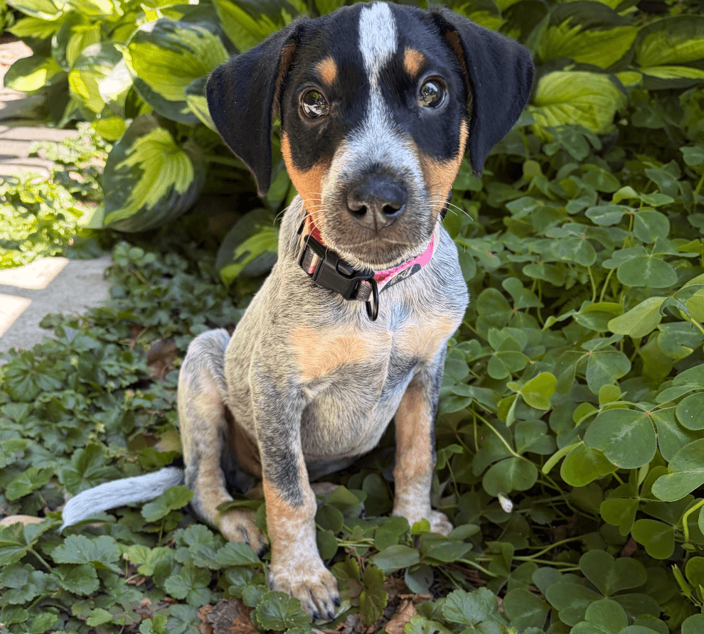 Moe - Cattle Dog