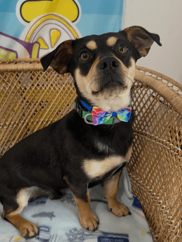 Buster image 2