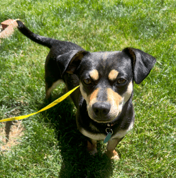 Buster image 1