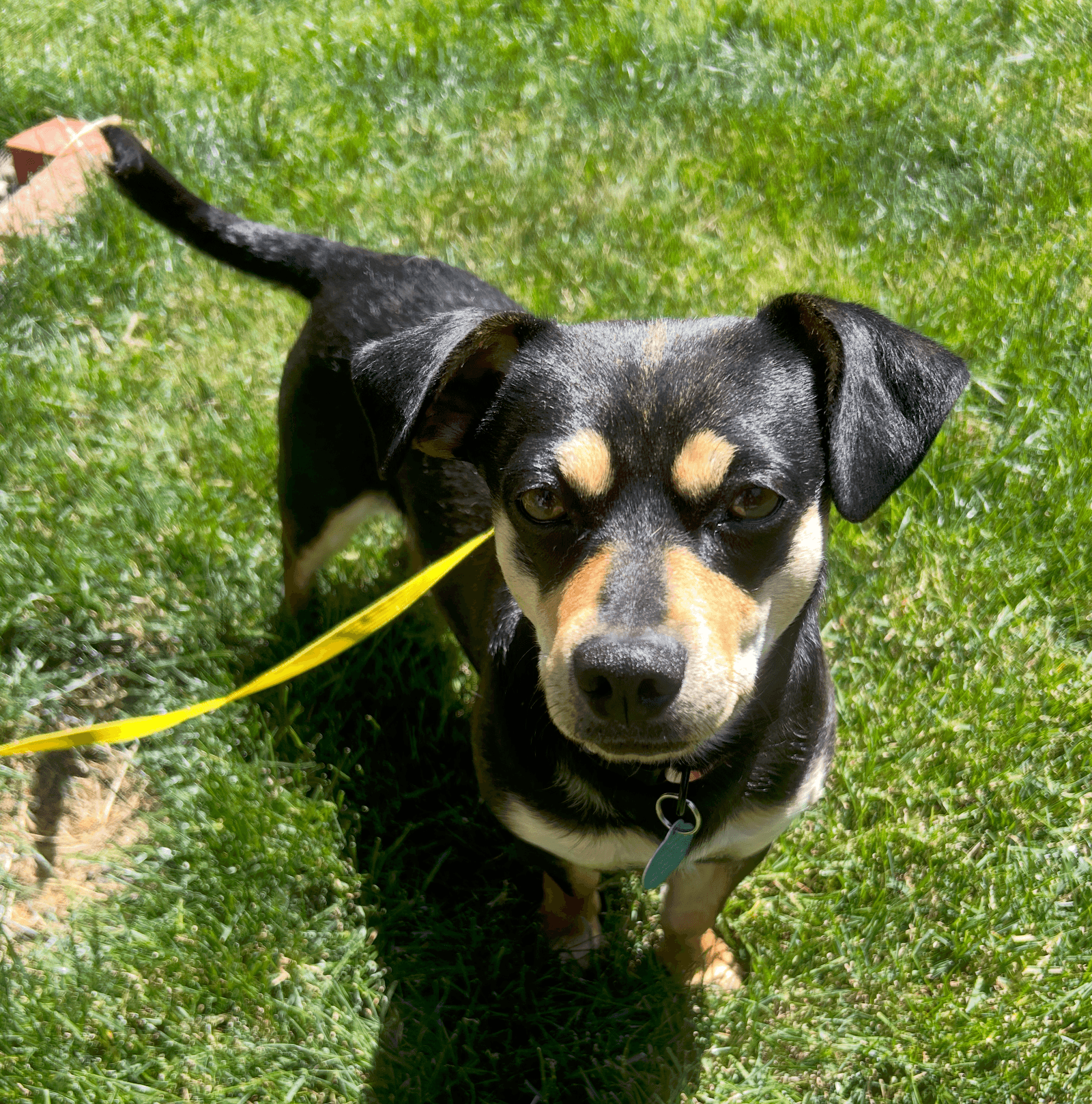 Buster - Chihuahua