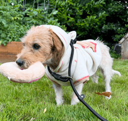 Poppy image 2