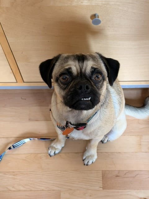 Tia - Pug