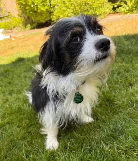 Dobs - Maltese