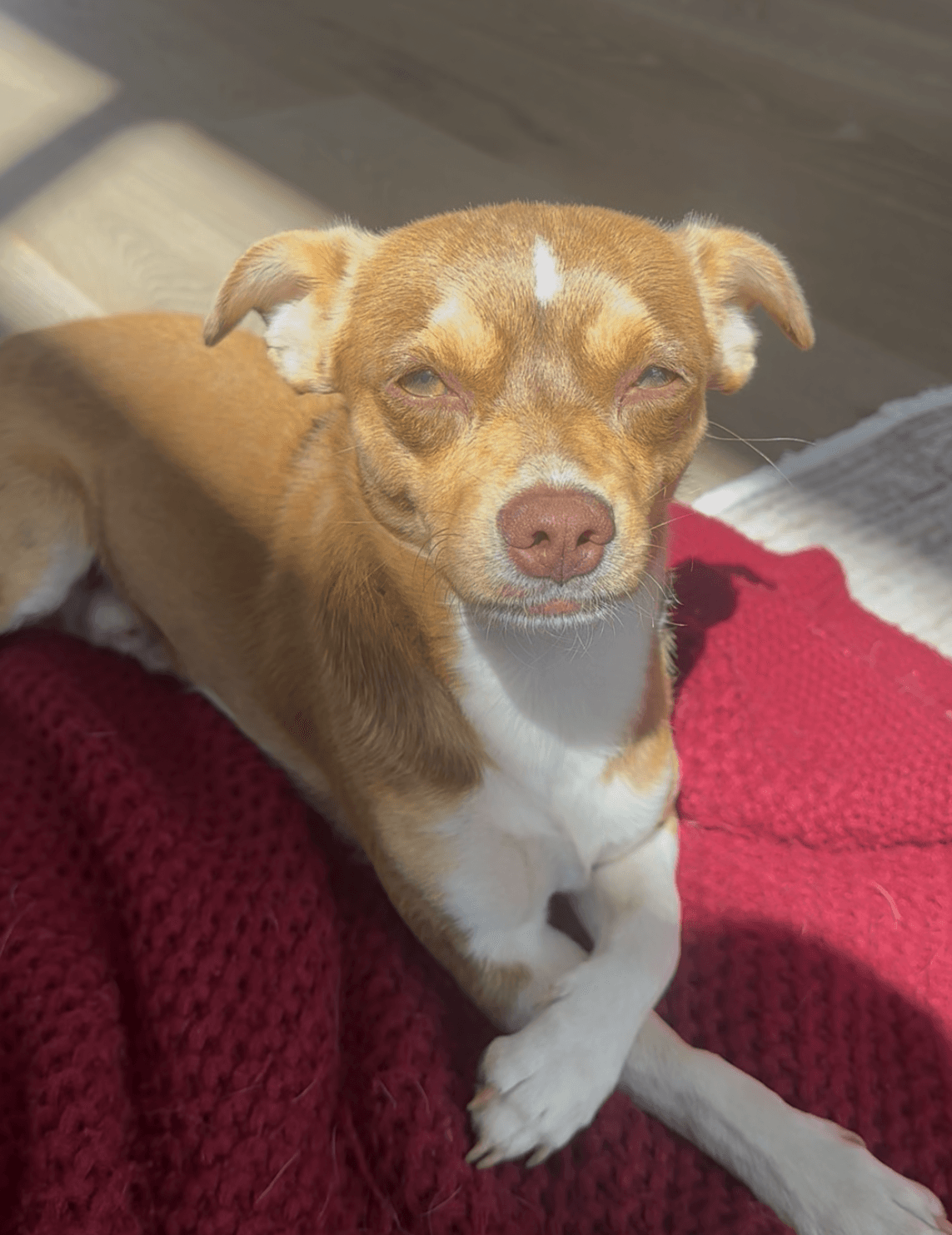 Bucky - Chihuahua