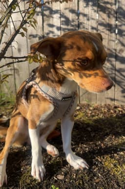Bucky image 3
