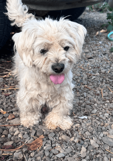 Thumper - Shih Tzu