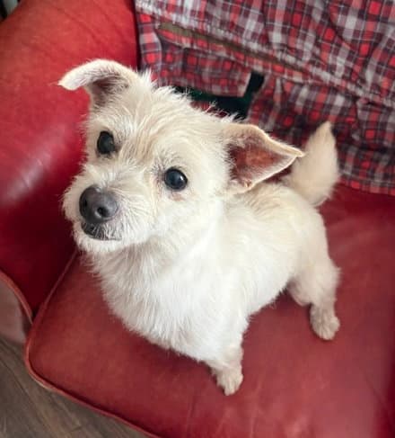 Sally - Terrier