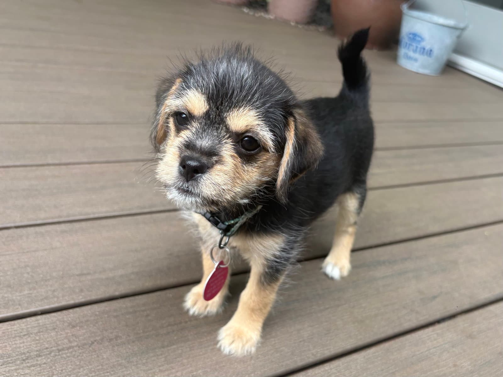 Hilda - Terrier