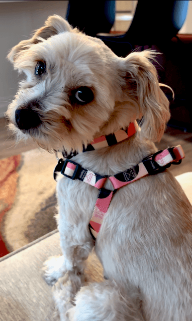Gidget - Maltese