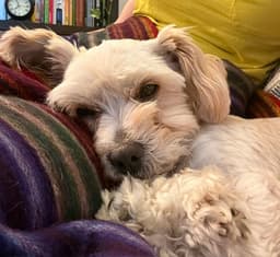 Gidget image 2