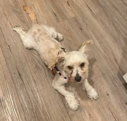 Gidget image 3