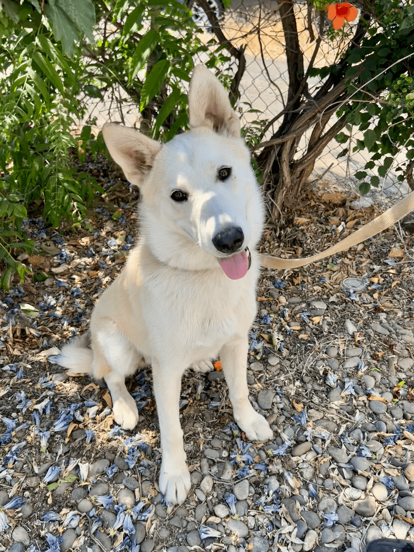 Balto - Shepherd