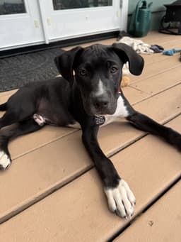 Domino image 2