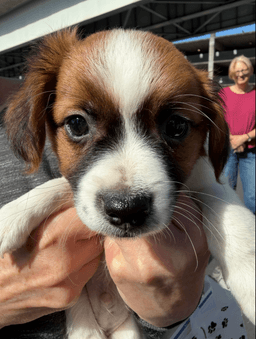 Rocco image 1