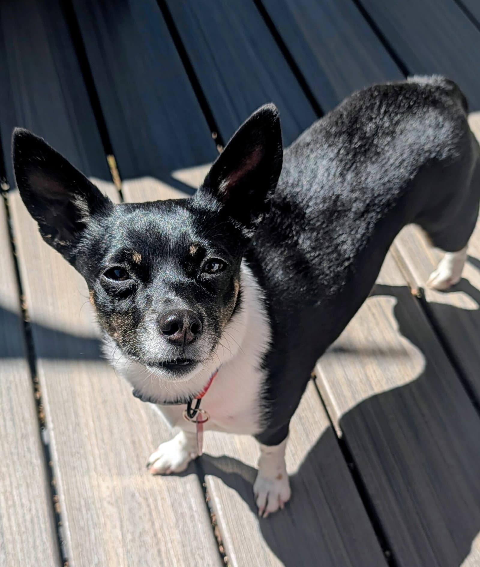 Rosie - Chihuahua