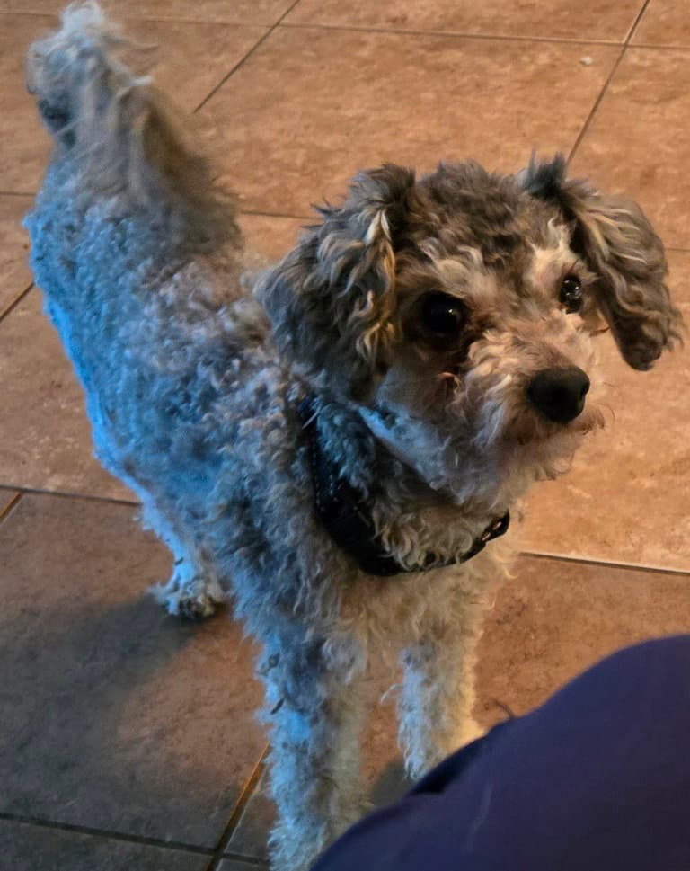 Tito - Poodle (Miniature)