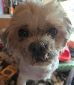 Andy image 4