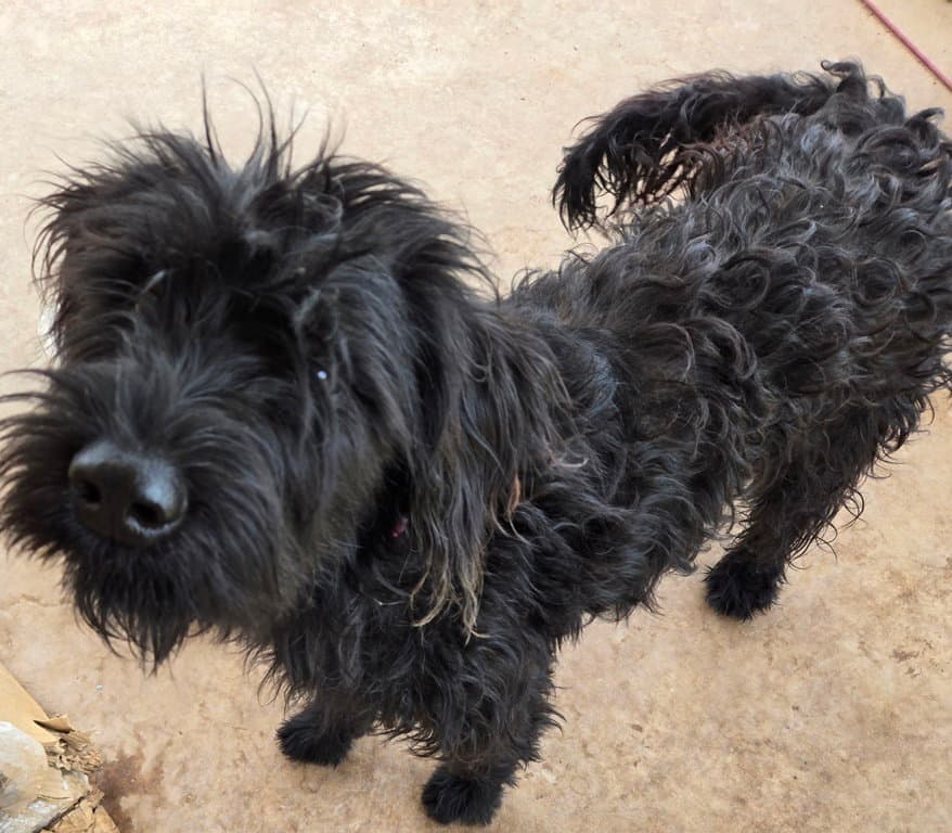 Gracie - Poodle (Standard)
