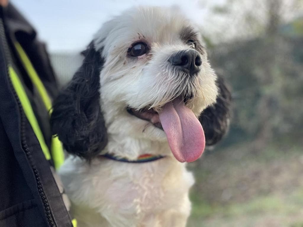 Rock - Shih Tzu