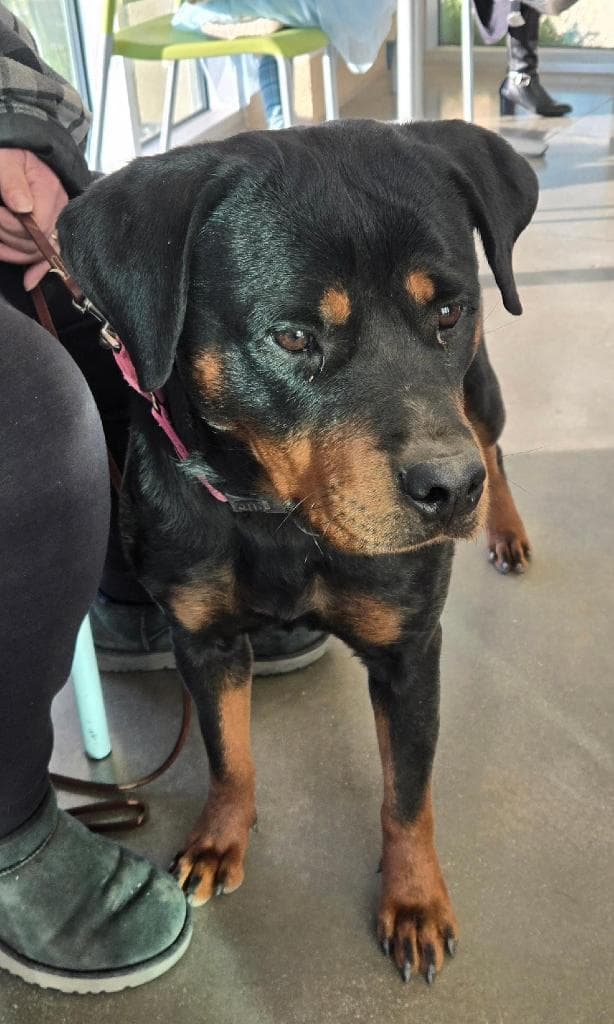 Penny - Rottweiler