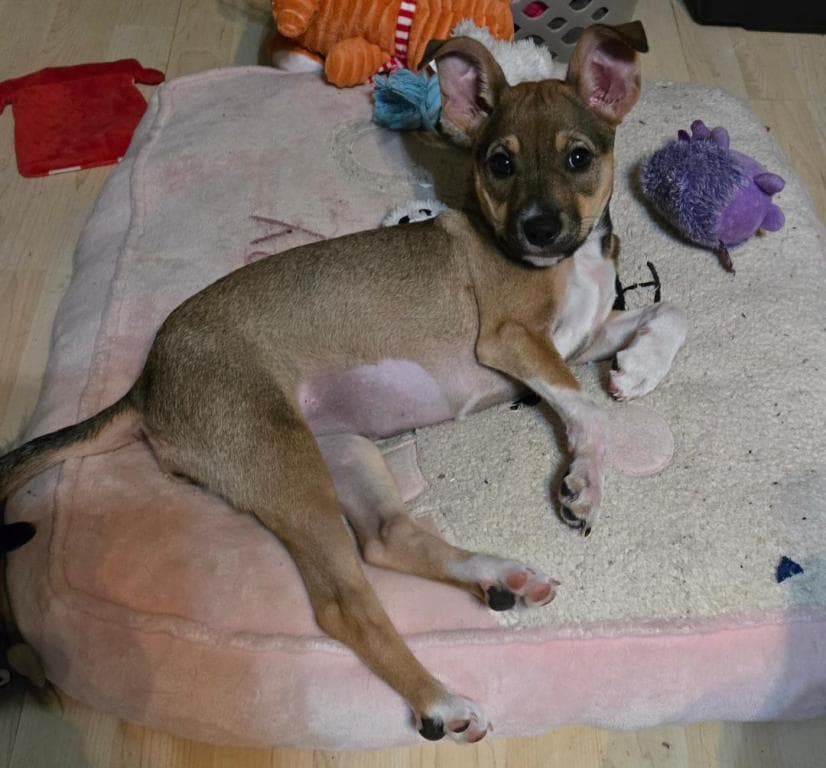Dory - Chihuahua