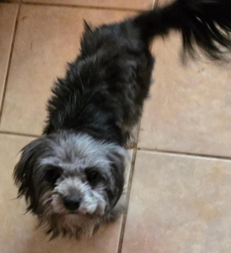 Darcy - Maltese