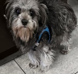 Darcy image 2