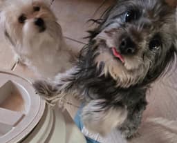 Darcy image 3