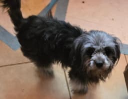 Darcy image 4