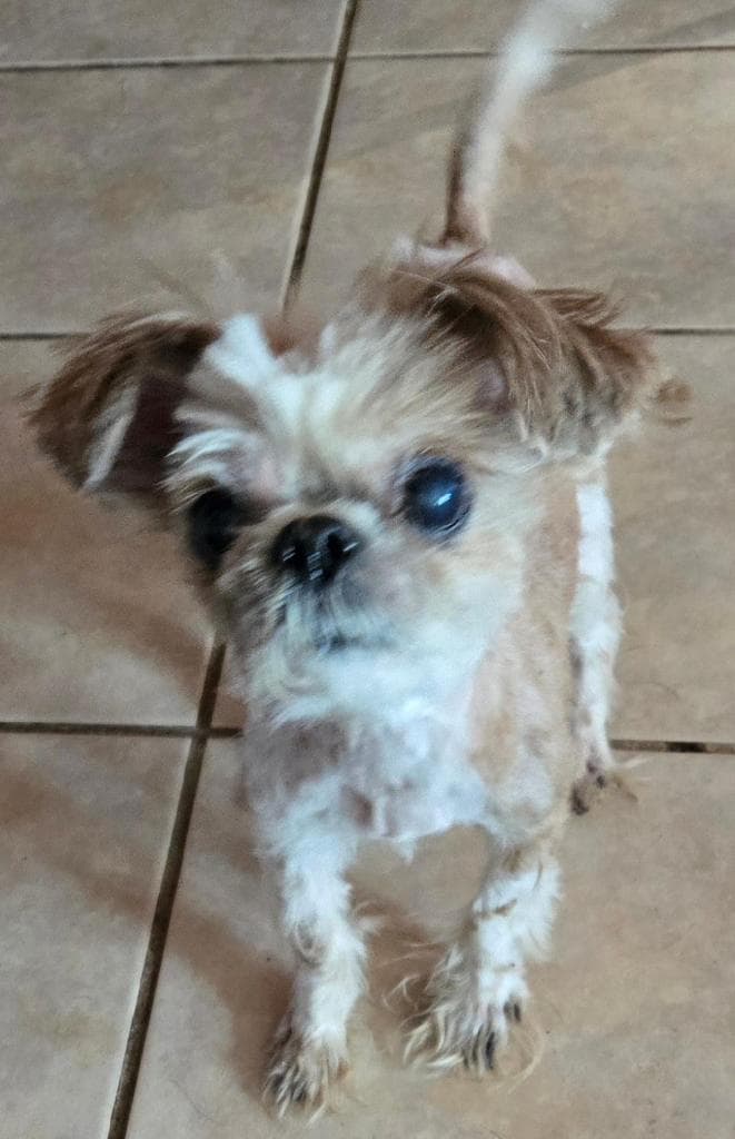 Queenie - Shih Tzu