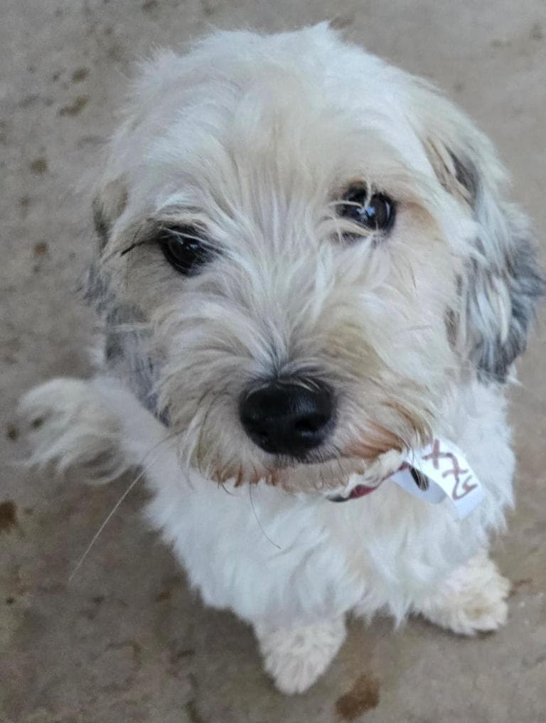 Polly - Lhasa Apso