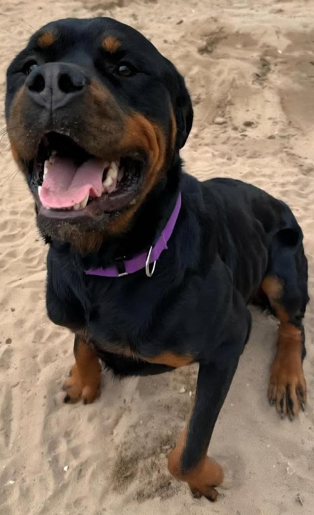 Maximus - Rottweiler
