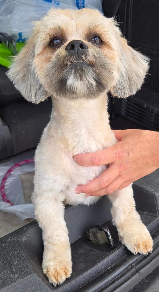 Mariah - Shih Tzu