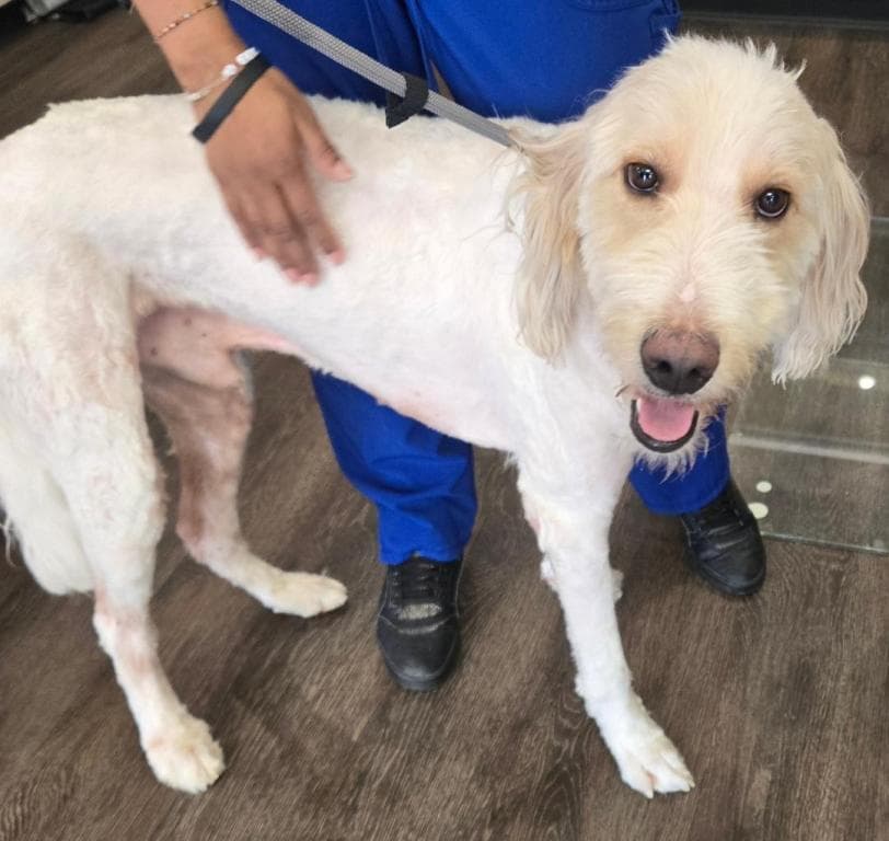 Noodles - Poodle (Standard)