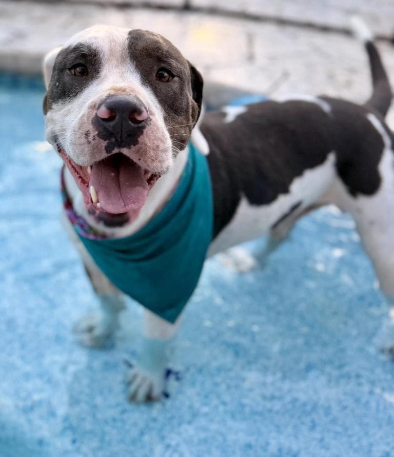 Kilo - Pit Bull Terrier