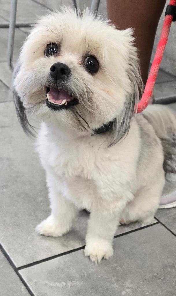 Lily Shih Tzu - Shih Tzu